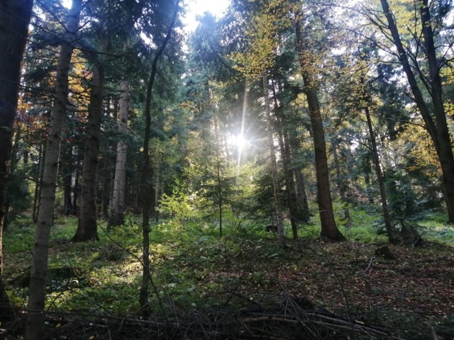 Piękna jesień w lasach w okolicach Birczy.