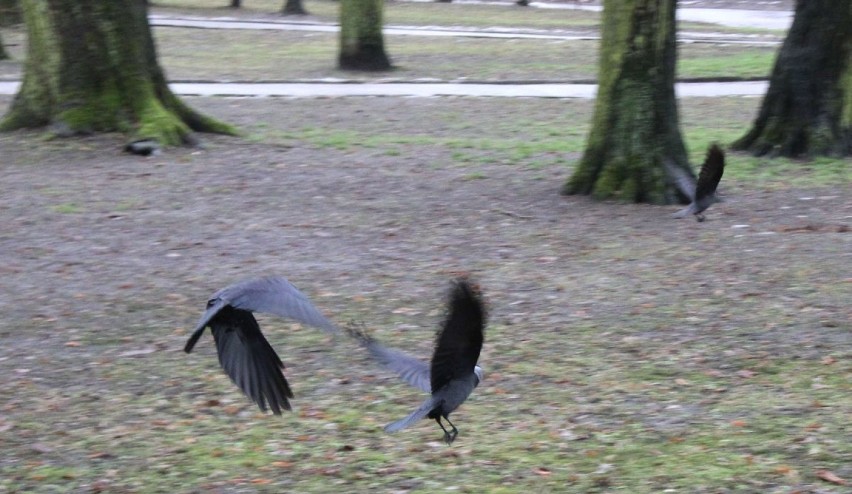 Ptasi problem w kieleckim parku
