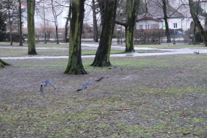 Ptasi problem w kieleckim parku