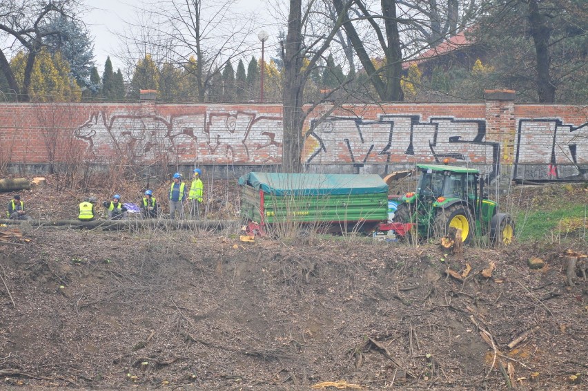 Budowa Trasy Łagiewnickiej nie bez strat. Znikają drzewa [ZDJĘCIA]