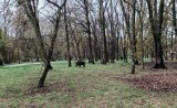 Łódź: poranek zaskoczył mieszkańców osiedla. Po okolicznym parku spacerował...dzik!