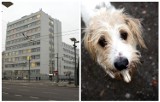 14-latka została ugryziona przez psa nieopodal szpitala w Gdyni. Możliwe, że czeka ją żmudne leczenie. Właściciel psa jest poszukiwany
