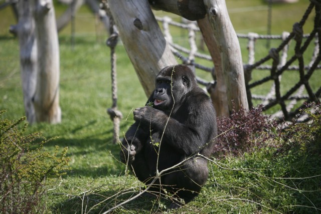 Mieszkaniec warszawskiego ZOO, goryl Wiking, ma nową rodzinę/ zdjęcie ilustracyjne