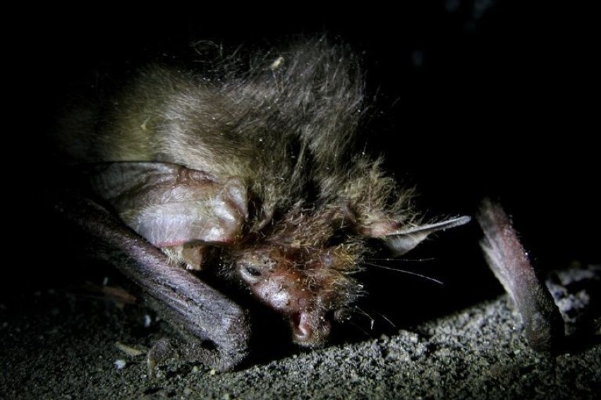 Gacek brunatny (Plecotus auritus). Fot. Artur Hampel