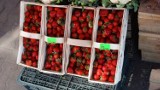 Po ile truskawki w Radomsku? Gdzie można kupić owoce i jakie są ceny - 19.05.2022? ZDJĘCIA
