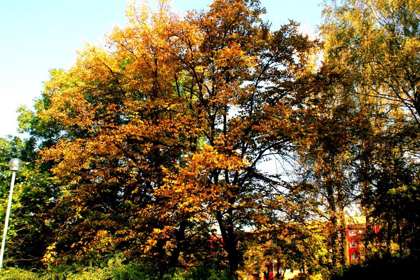 Park Hallera w jesiennych barwach