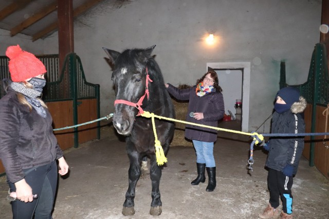 Stadnina koni w Kaniewie