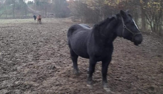 Maja jest łągodna klaczą, można próbować do niej podejść, na pewno skusi się na marchewkę