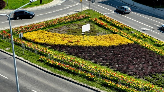 W ubiegłym roku z Budżetu Obywatelskiego powstała rabata kwiatowa w kolorach miasta przy ulicy Żelaznej.