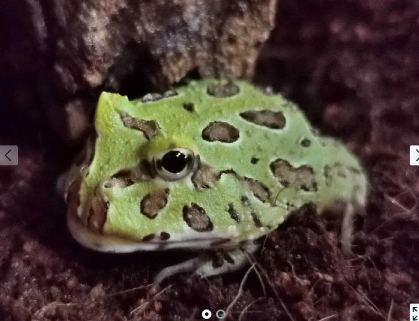 Ceratophrys Cranwelli Żaba rogata


Link do oferty