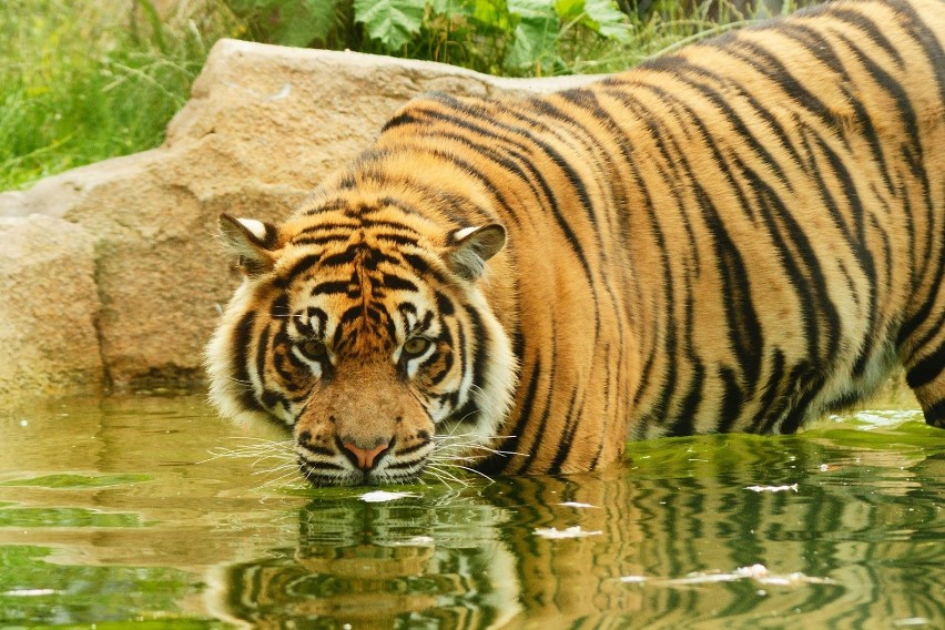 Tygrys sumatrzański...
