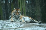 Zoo w Poznaniu: Nie żyje Zeus, tygrys syberyjski