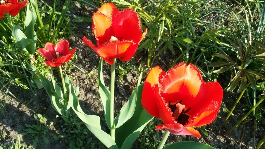 Wiosenne kwiaty: jest ich coraz więcej [ZDJĘCIA]