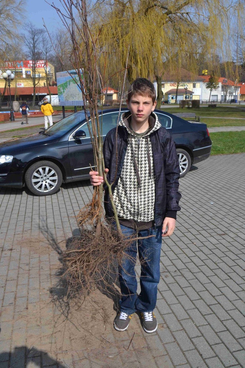 Drzewko za  makulaturę w Łebie. Ponad dwie tony zebranej makulatury