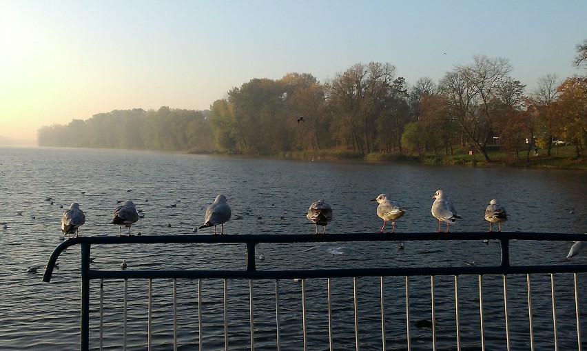 Ptaki nad wodą