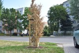 W Tarnowie w zamian za każde wycięte drzewo, sadzone ma być nowe. Tylko dlaczego te młode masowo usychają? [ZDJĘCIA]