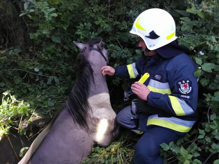 W Sianożętach koń wpadł do starej studni - strażacy ruszyli na pomoc