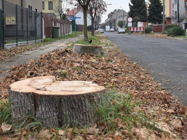 Wycinka drzew na ul. Piłsudskiego w Oświęcimiu objęła odcinek ponad 540 m, który przewidziany został do remontu