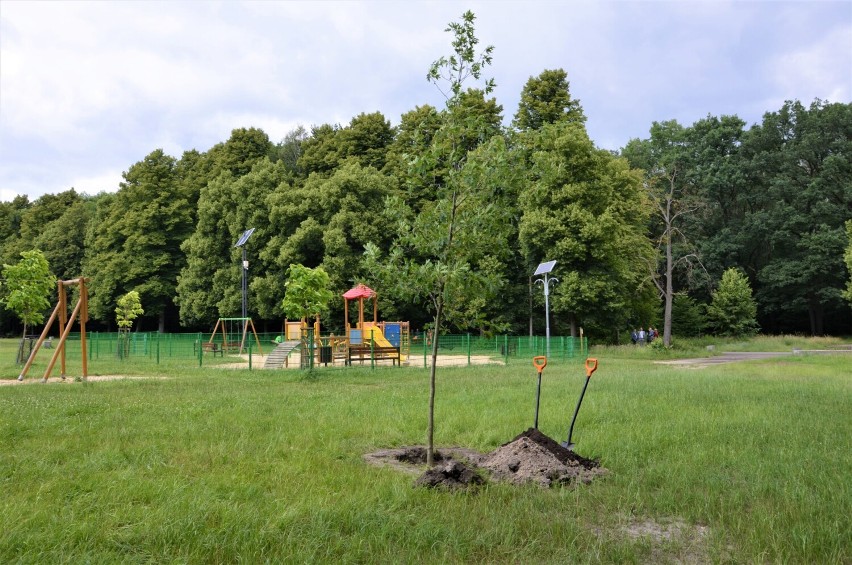 Zasadzenie symbolicznego drzewa w parku im. Powstańców Śląskich