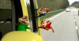 Dodatkowy seans animacji "Alvin i wiewiórki: Wielka wyprawa"