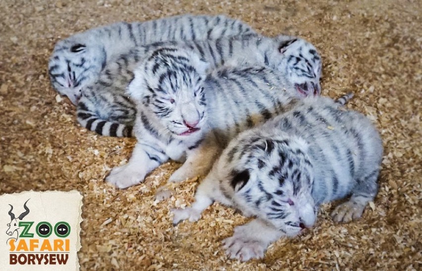 Białe tygrysy urodziły się w Zoo Safari w Borysewie