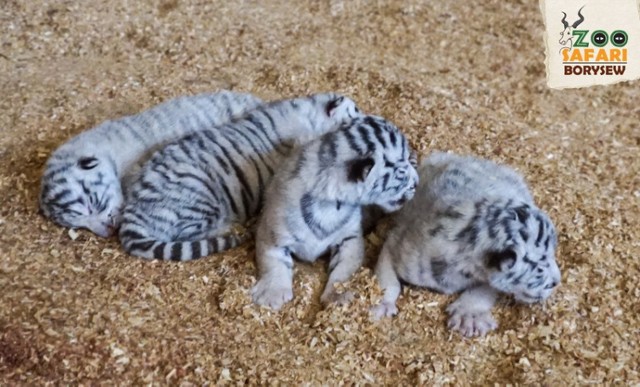 Białe tygrysy urodziły się w Zoo Safari w Borysewie