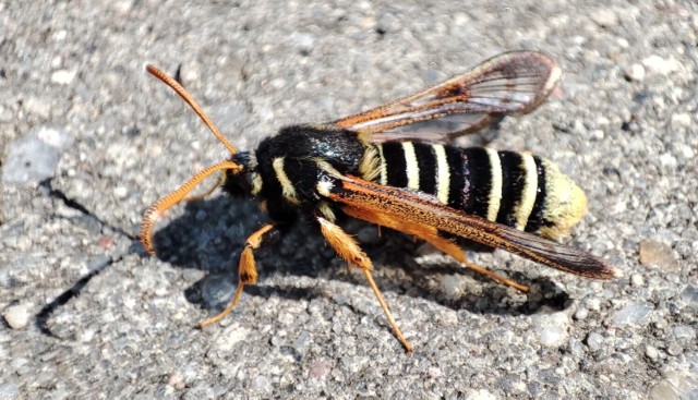 Przeziernik osikowiec (Eusphecia melanocephala) - motyl sfotografowany przez naszego fotoreportera Jacka Katosa oraz inne owady w jego obiektywie