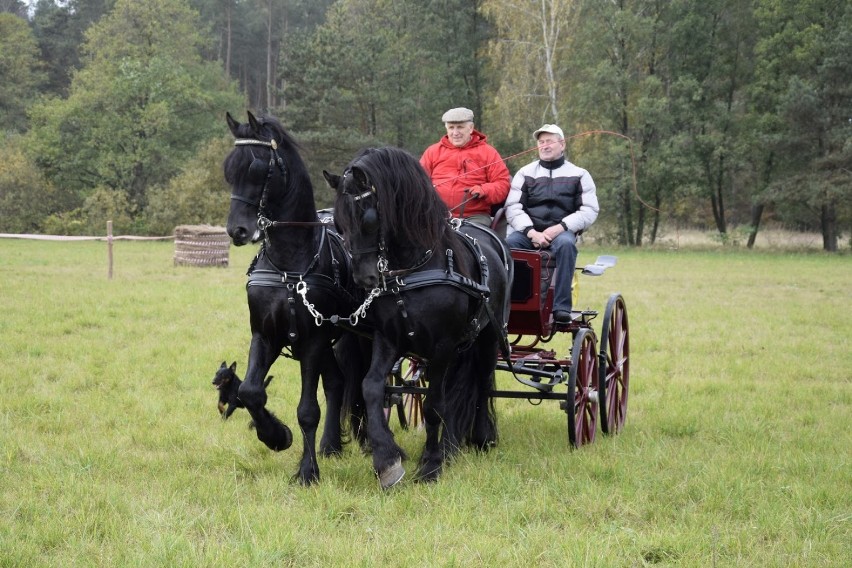 Hodowcy koni spotkali się na XX Hubertusie gminy Skoki - galeria