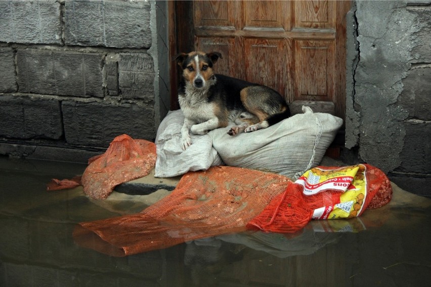 Podczas powodzi w 2010 roku wielu mieszkańców Krakowa i...