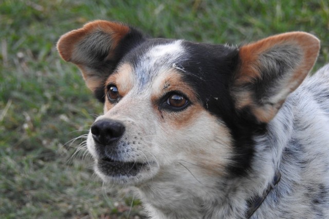 "Nasze psiaki = z Łęczycy". Biorąc udział w konkursach możesz pomóc w adopcji