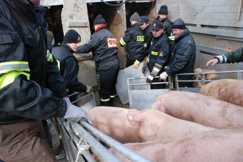 Wypadek ciężarówki w Polichnie wiozącej 150 świń ZDJĘCIA