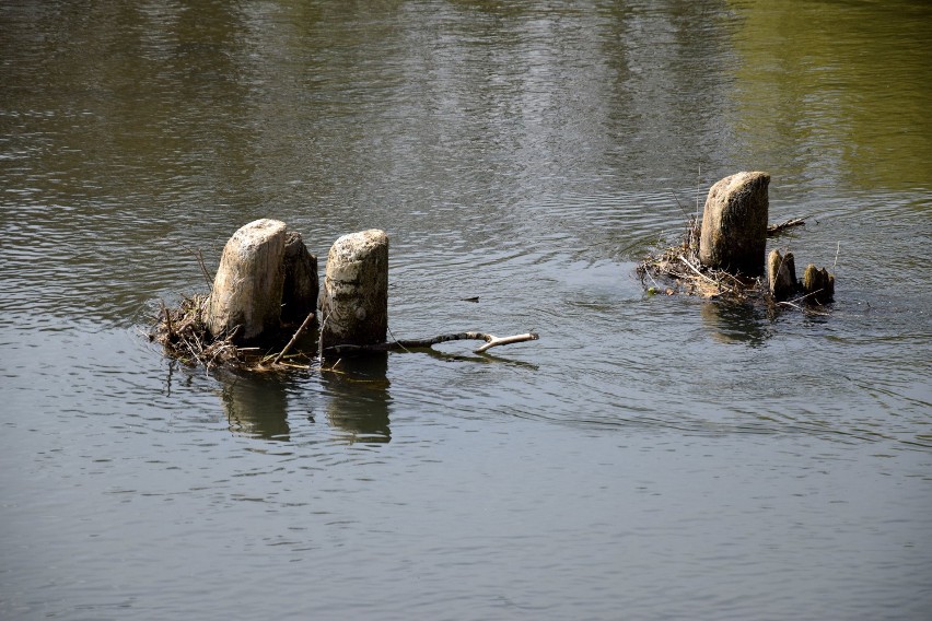 Niski poziom wody w Sanie w Jarosławiu. W wielu miejscach widać dno rzeki [ZDJĘCIA]