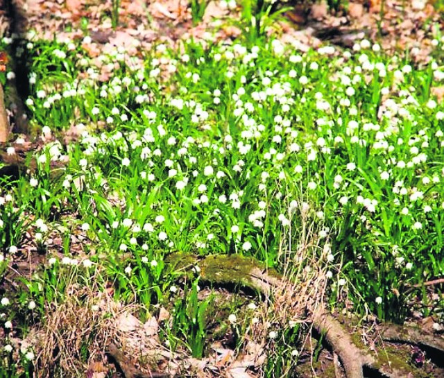 Ze wsparcia skorzystał rezerwat "Śnieżycowy Jar" w Nadleśnictwie Łopuchówko