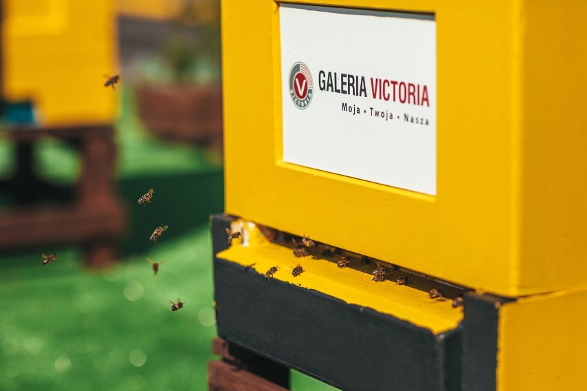 Kolejna pasieka w Wałbrzychu! Ile pszczół zamieszkało w Galerii Victoria?