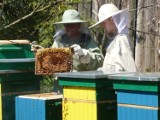 MILICZ: Zaraza wśród pszczół została opanowana! 