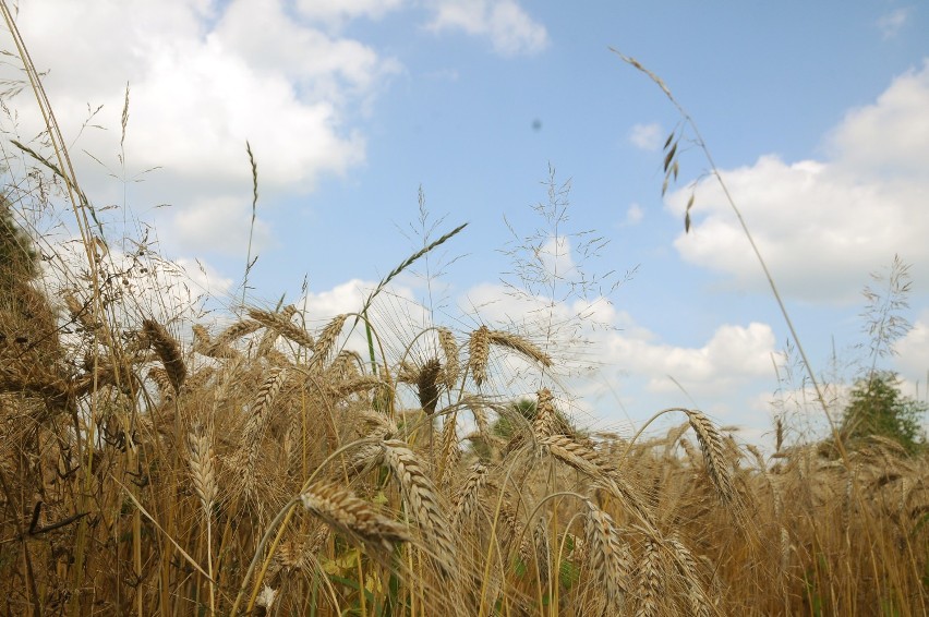 Mazowszanie wybiorą 24 miejsca, które znajdą się na szlaku...