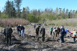 Ponad 100 osób pomagało sadzić las w Mirachowie