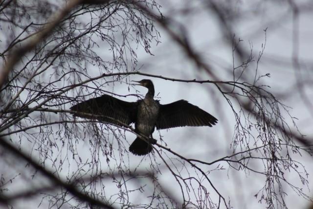 Kormoran - 24 lutego 2013 r. Fot.Piotr A. Jeleń