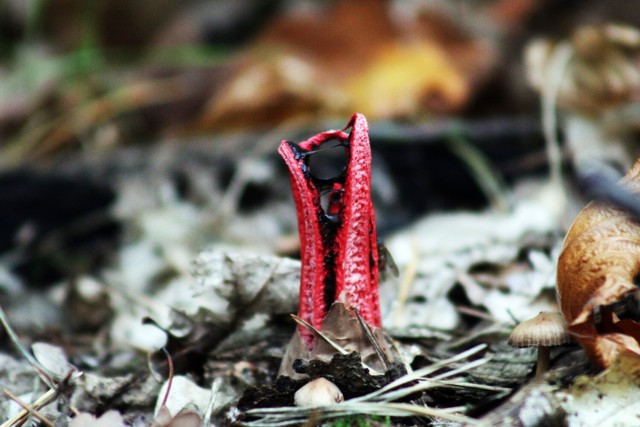 W okolicach Głogowa można natknąć się na nietypowe, czerwone grzyby przypominające macki ośmiornicy
