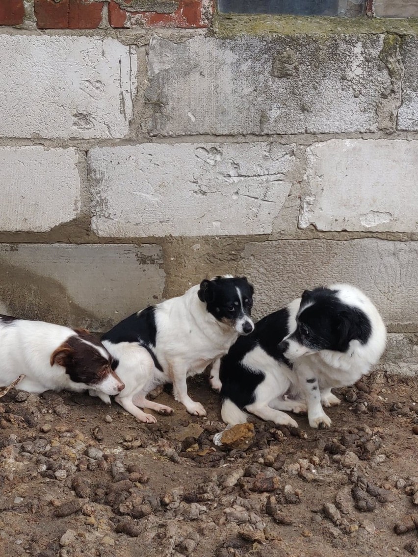 OTOZ Animals Kwidzyn po interwencji w gminie Sadlinki: „Pilnie potrzebne domy tymczasowe! Błagamy o pomoc” [ZDJĘCIA]