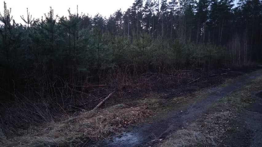 Pożar lasu w Dębowej Górze z 3 kwietnia 2019.
