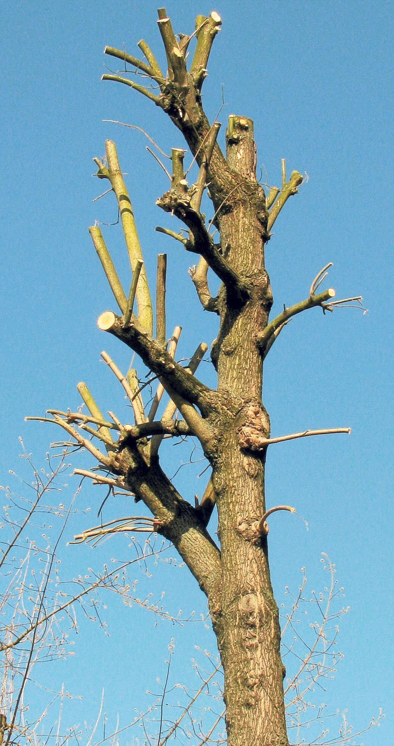 Mieszkaniec Rzeszowa fotografuje na miejskich osiedlach...