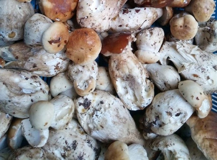 Sezon grzybowy w okolicach Szczecinka rozpoczęty. Są pierwsze jesienne grzyby
