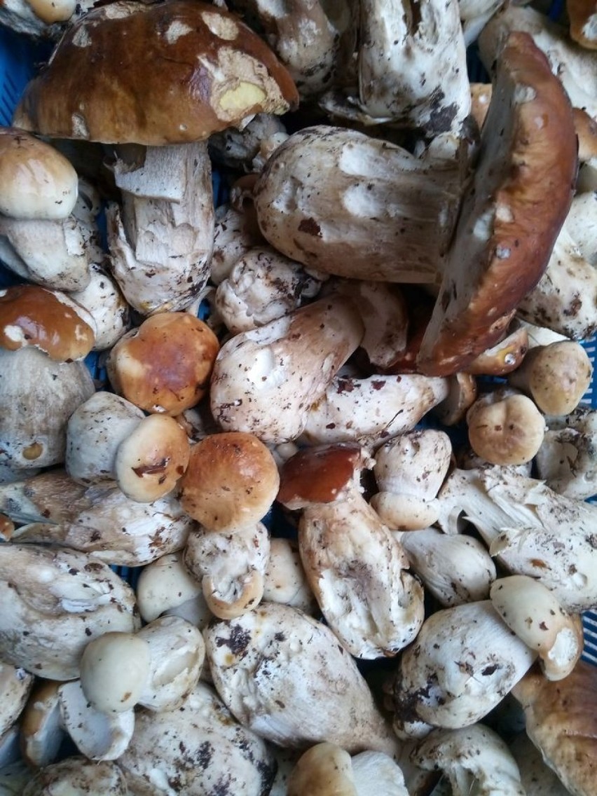 Sezon grzybowy w okolicach Szczecinka rozpoczęty. Są pierwsze jesienne grzyby