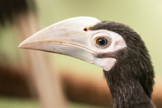 Sensacja we wrocławskim zoo. Urodziły się 3 dzioborożce. To gatunek zagrożony wyginięciem