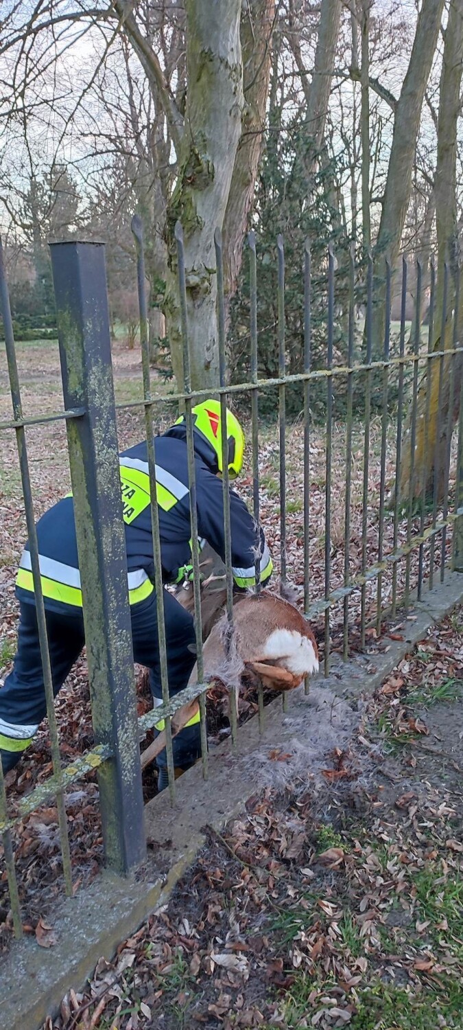 OSP Czerniejewo. Strażacy uratowali koziołka, który zakleszczył się w ogrodzeniu