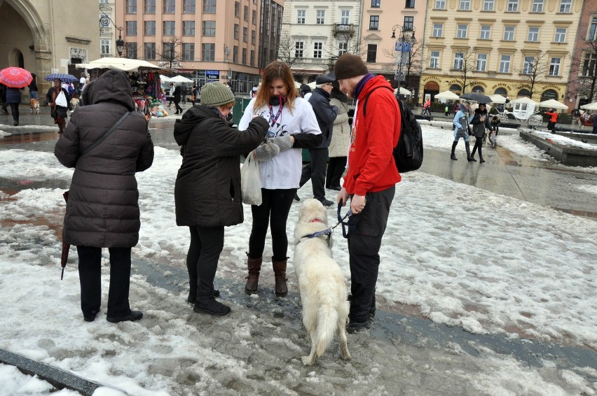 WOŚP 2019. Piękne goldeny retrievery grały z Orkiestrą [ZDJĘCIA]