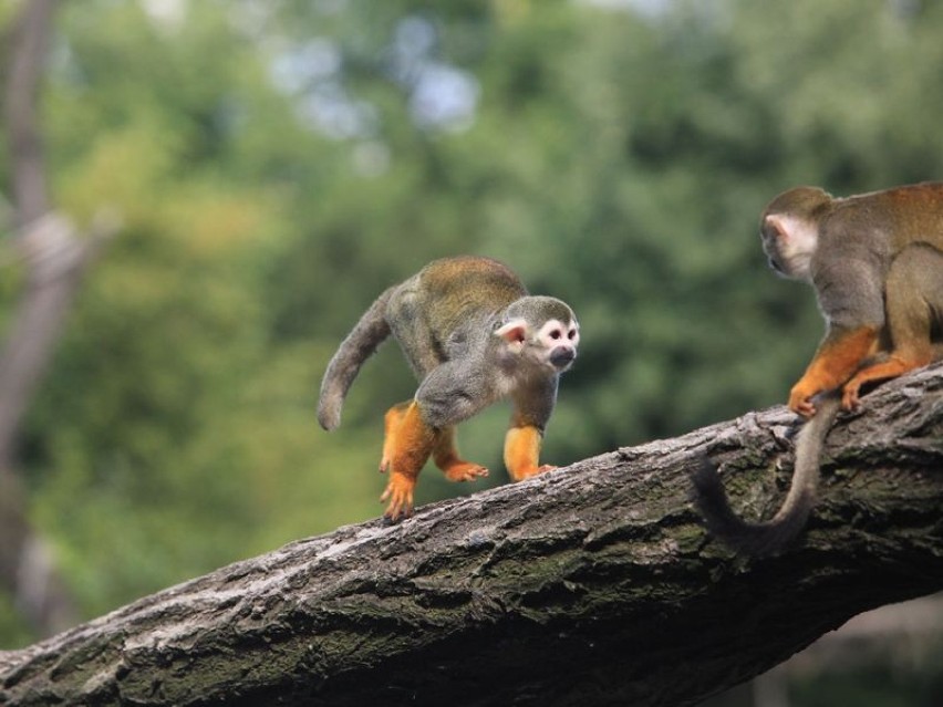 Sajmiri w zoo we Wrocławiu