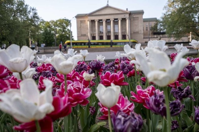 Do stolicy Wielkopolski w pełni zawitała wiosna. Żółte, różowe, czerwone i niebieskie - miejskie skwery, przyuliczne rabaty i donice przykuwają uwagę kolorami i zapachami. Zobacz w galerii, jakie kwiaty zakwitły już w Poznaniu. Przejdź dalej --->