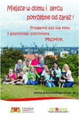 Gdańsk: Miasto promuje adopcje zwierząt ze schroniska &quot;Promyk&quot;. Czy plakat zachęci?